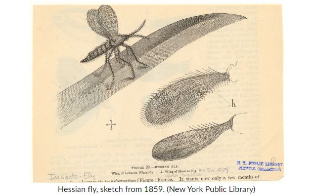 You’re Bugging Me: Accusations of Entomological Warfare in the Civil War